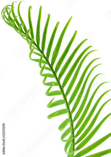 feuille de palmier-sagoutier  fond blanc