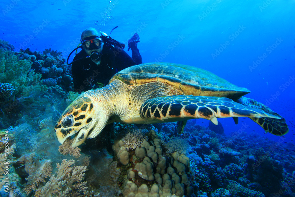 Fototapeta premium Turtle and Scuba Diver