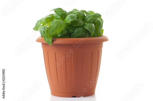 pot with basil isolated on white