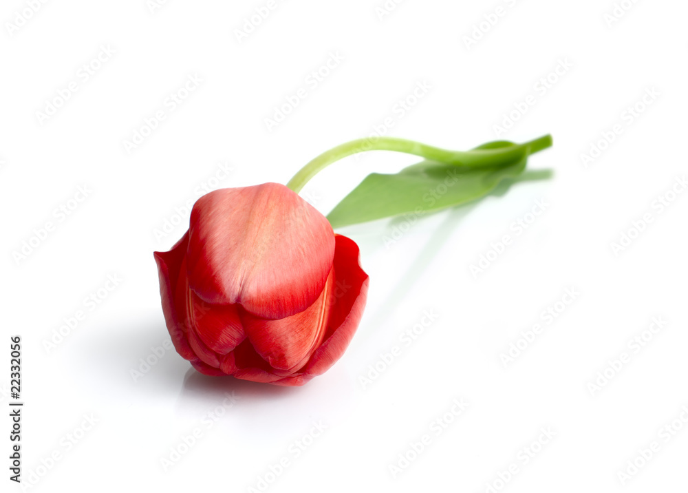 Tulip. Tulip.