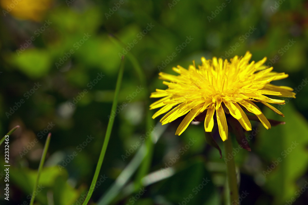 yellow dandelion yellow dandelion