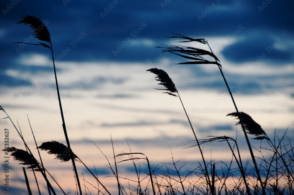 Obraz premium Tall Wheatgrass in the Breeze