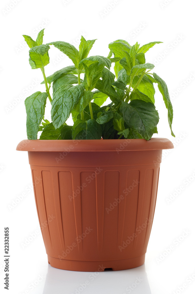 pot with mint isolated on white pot with mint isolated on white