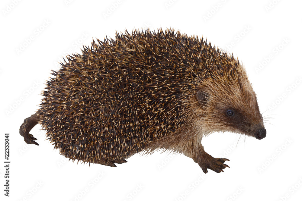 Obraz premium European Hedgehog