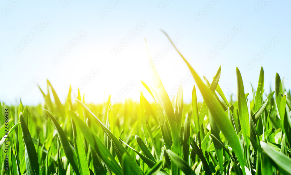 Fototapeta premium Grass