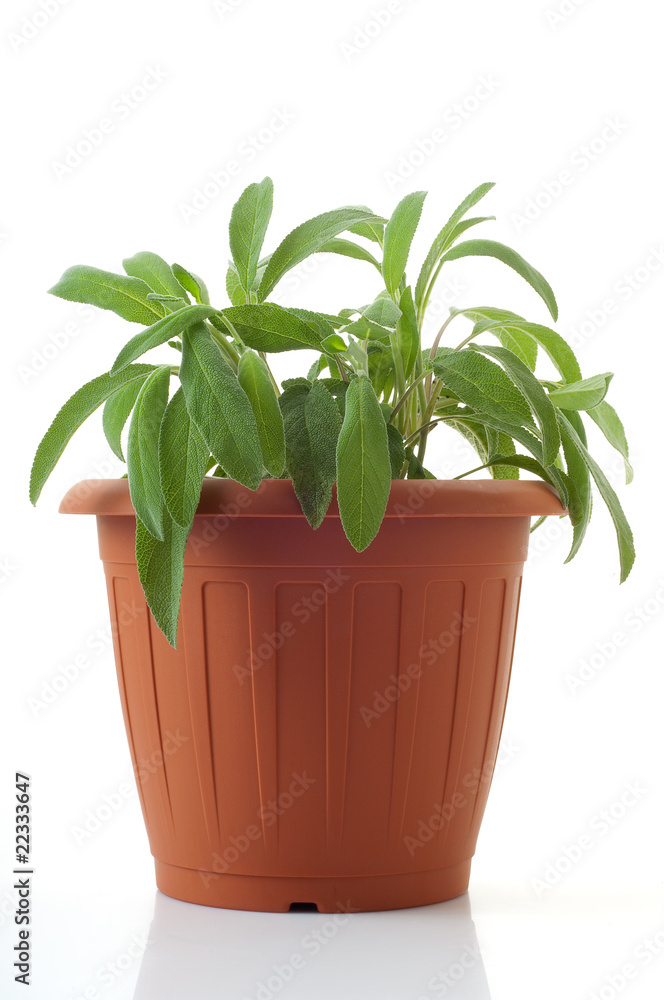 Obraz premium pot with sage isolated on white