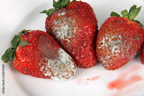 Schimmlige Erdbeeren