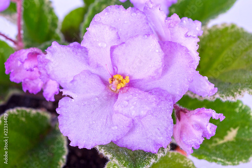 violet