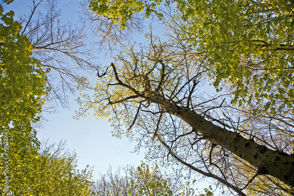 Fototapeta premium crown of tree with colorful leaves