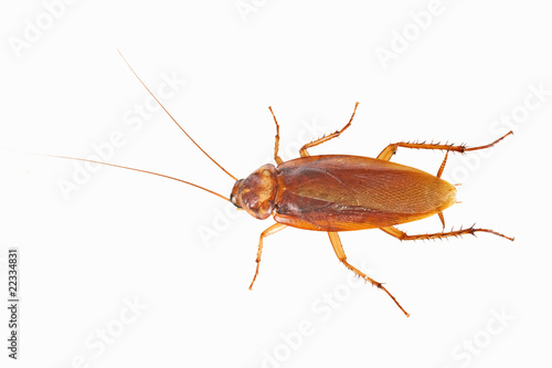 Cockroach isolated on white background © Dmitry