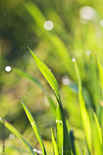 grass with dew in morning light
