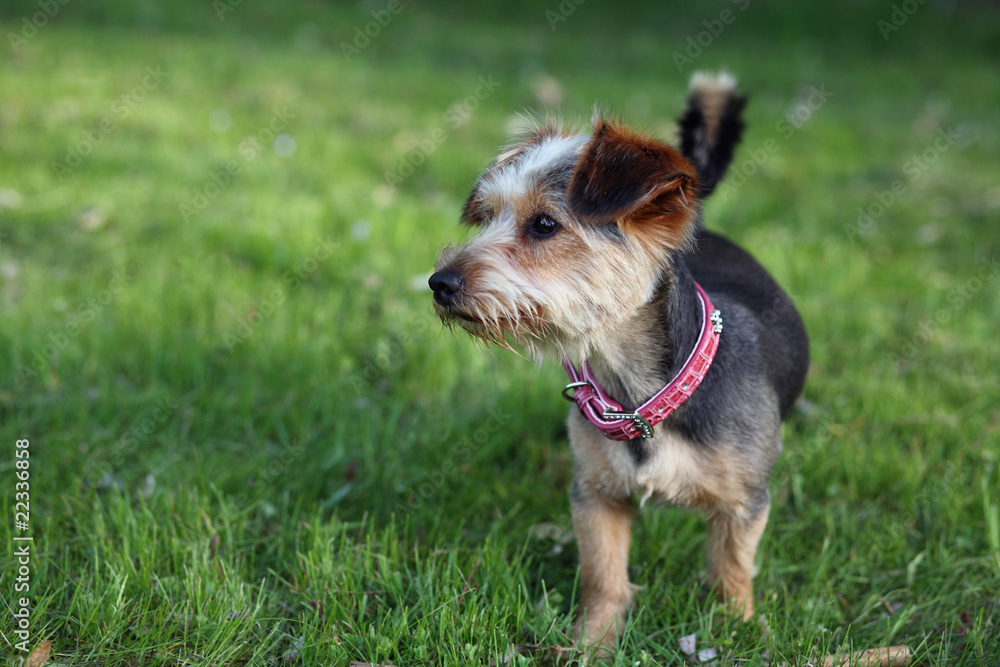 Yorkshire Terrier-Dackel-Mischling Stock-Foto | Adobe Stock