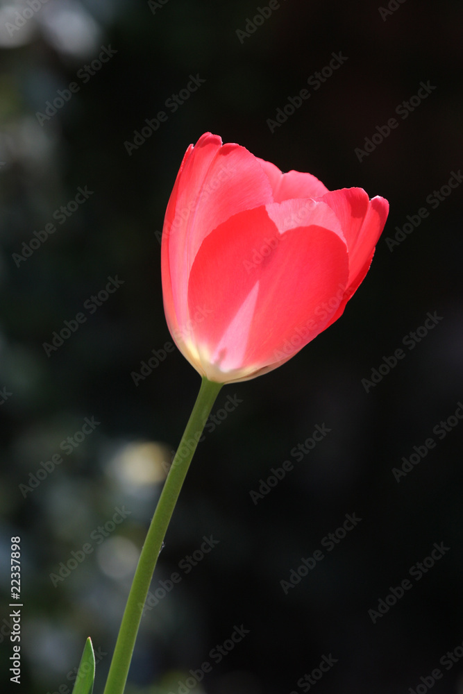 Fototapeta premium Single pink tulip