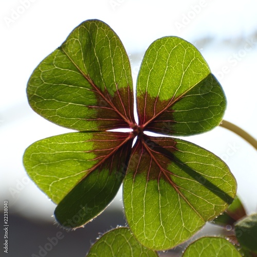 cloverleaf  -  trifolium