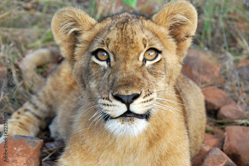 leone nel parco Chobe © lino beltrame