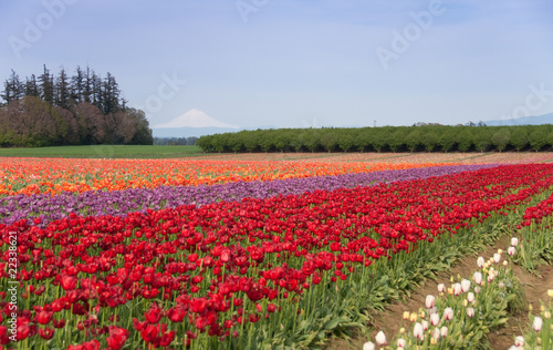 Mountain Valley Tulip Field