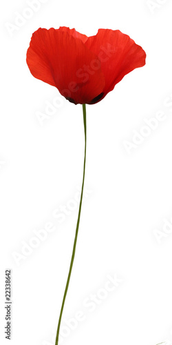 Fototapeta Naklejka Na Ścianę i Meble -  Coquelicot