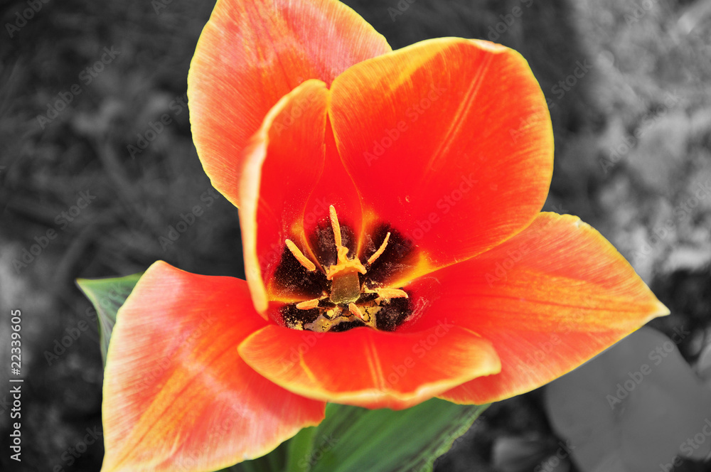 Red tulip Red tulip