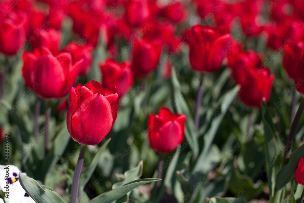 Red tulips