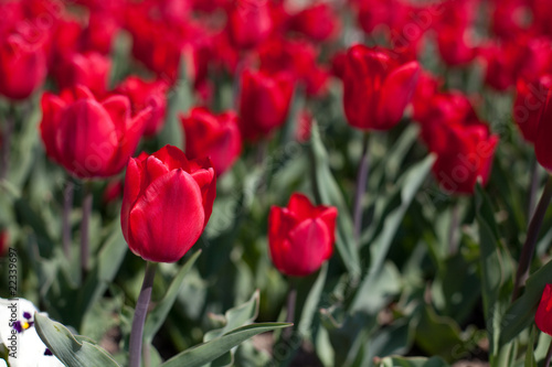 Red tulips