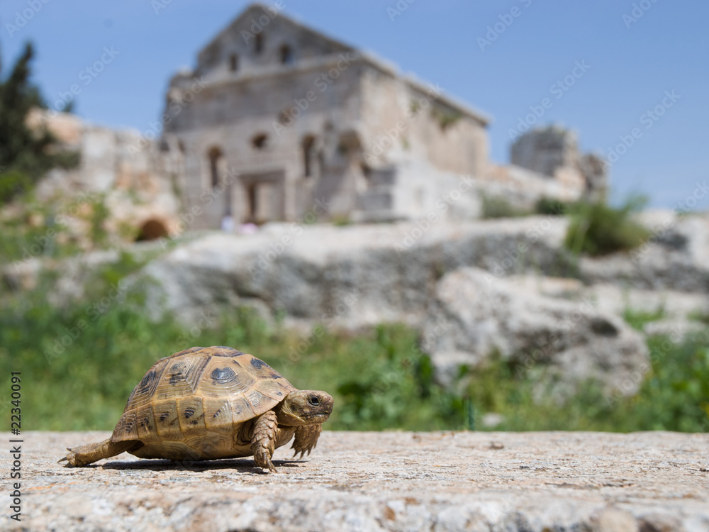 Schildkröte am Simeonskloster