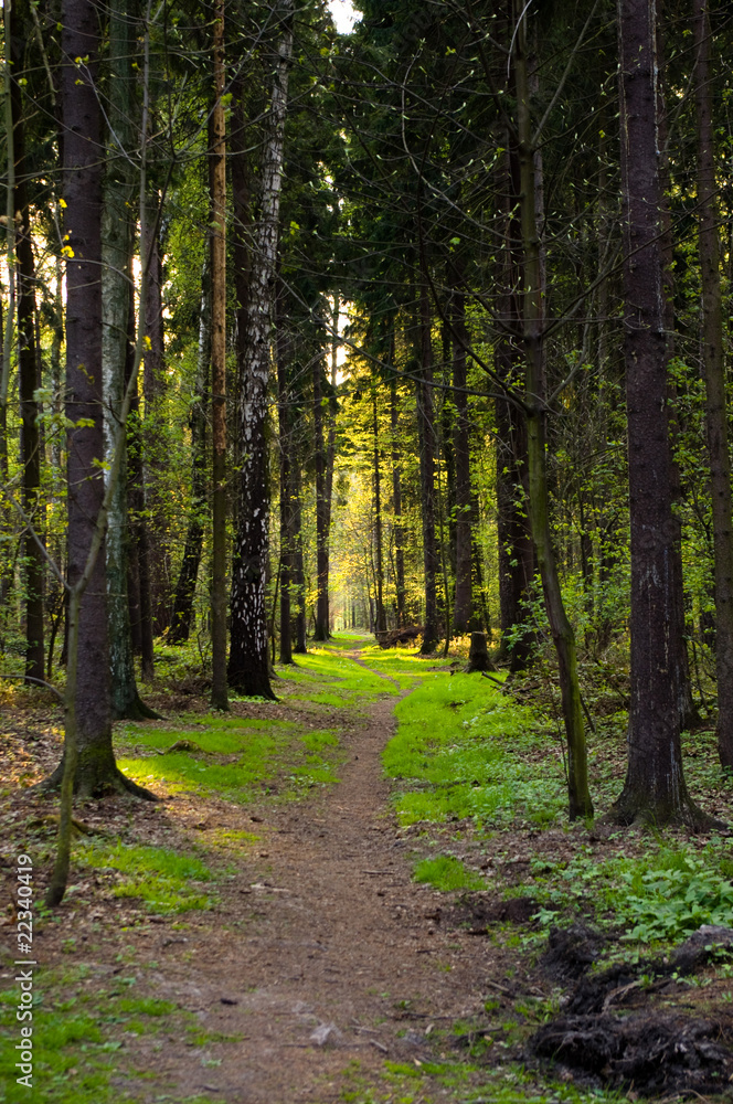 Fototapeta premium forest path