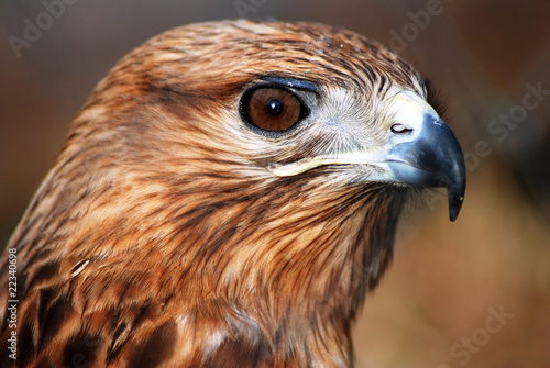 falcon