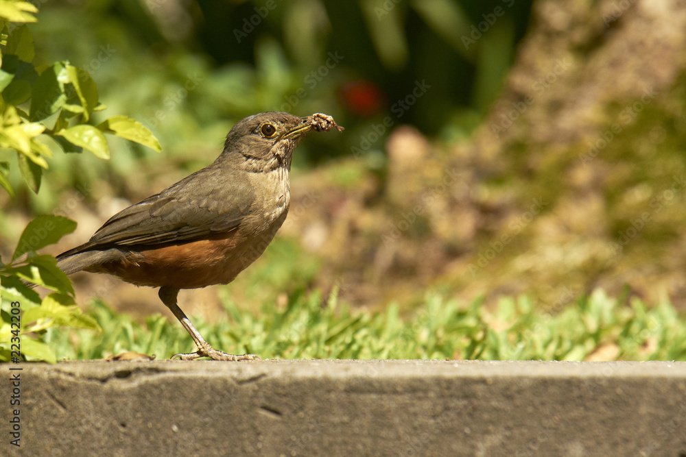 Rotbauch-Drossel - Turdus rufiventris Rotbauch-Drossel - Turdus rufiventris