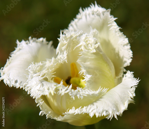 weiße tulpe