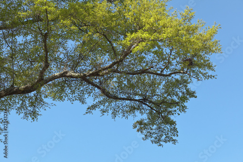 Oak Tree Limbs with New Spring Leaves