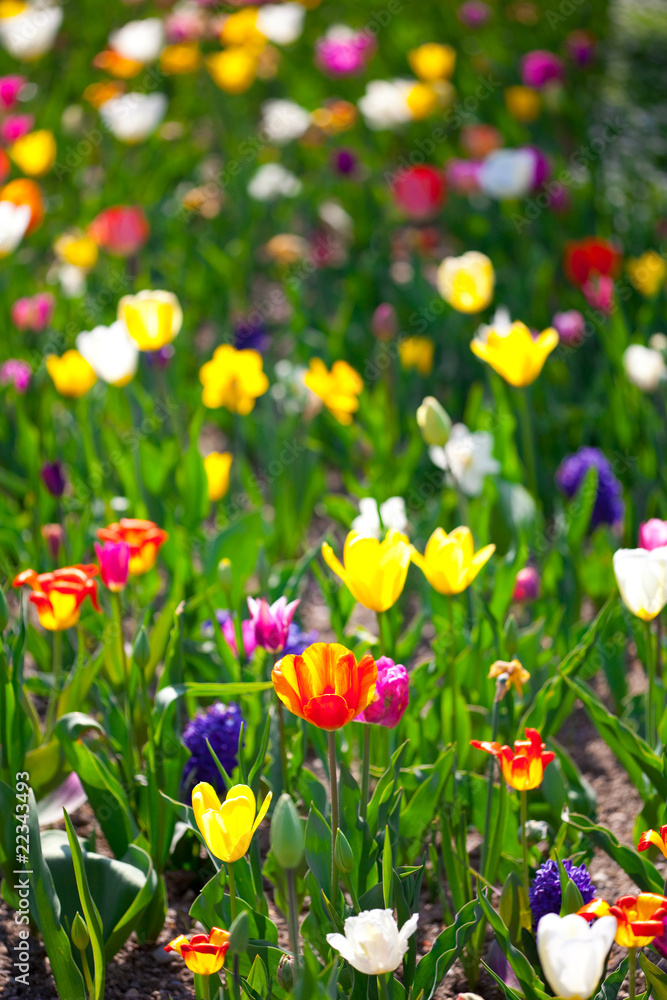 Fototapeta premium Sea of flowers
