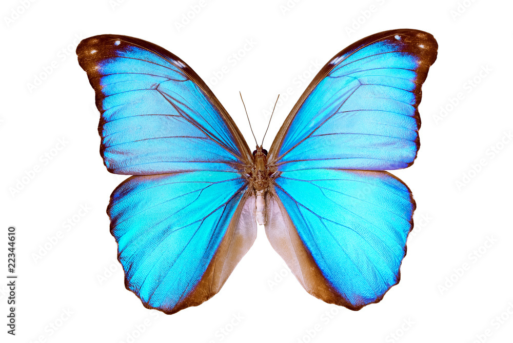 Fototapeta premium Motyl - Morpho Menelaus Terrestris