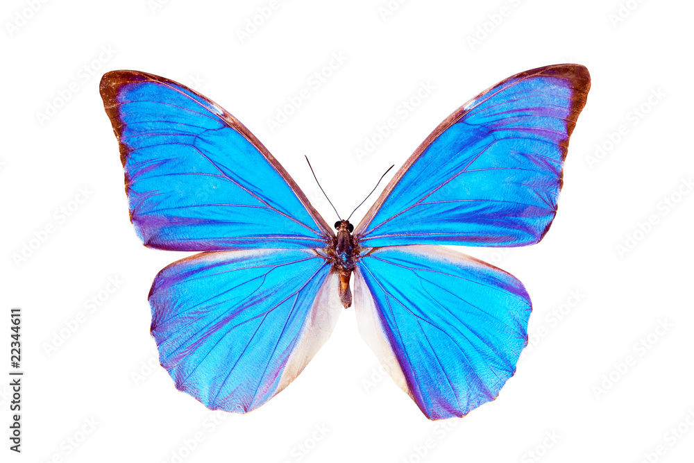 Naklejka premium Butterfly - Morpho Anaxibia