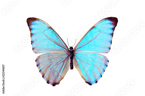 Butterfly - Morpho Aurora © peter_waters