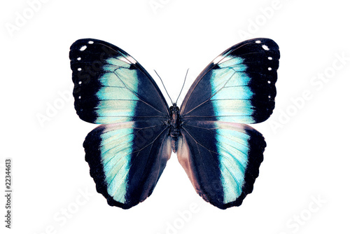 Butterfly - Morpho Helenor photo