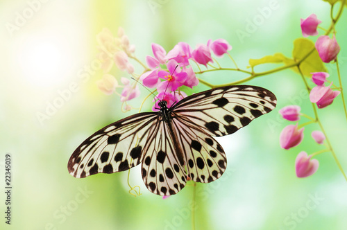 Rice Paper Butterfly photo