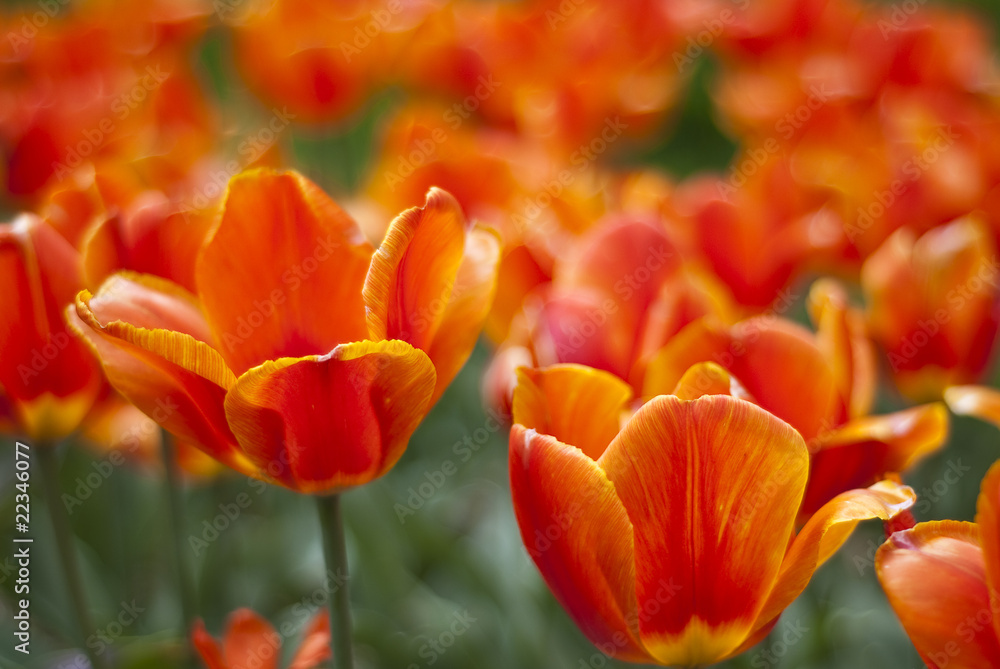red and orange tulips red and orange tulips