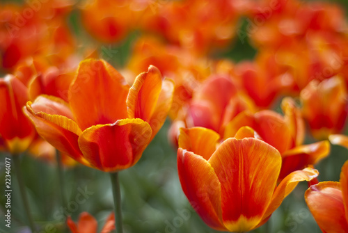 red and orange tulips