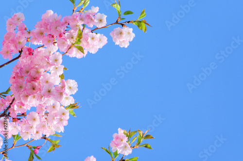 Kirschblüte rosa - cherry blossom 21