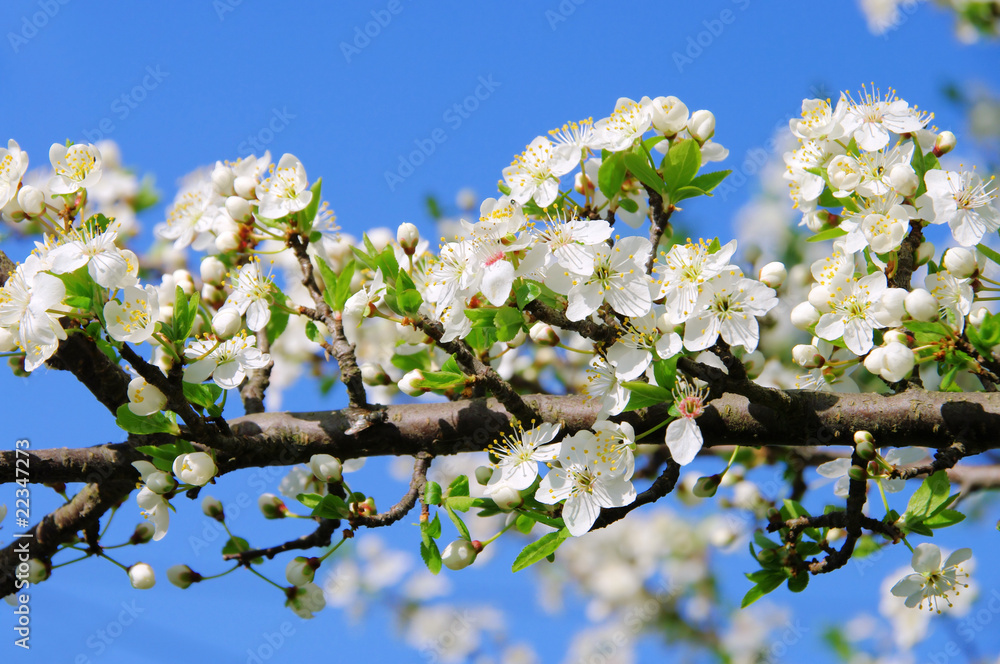 Pflaumenbaumbluete - plum blossom 67 Pflaumenbaumbluete - plum blossom 67