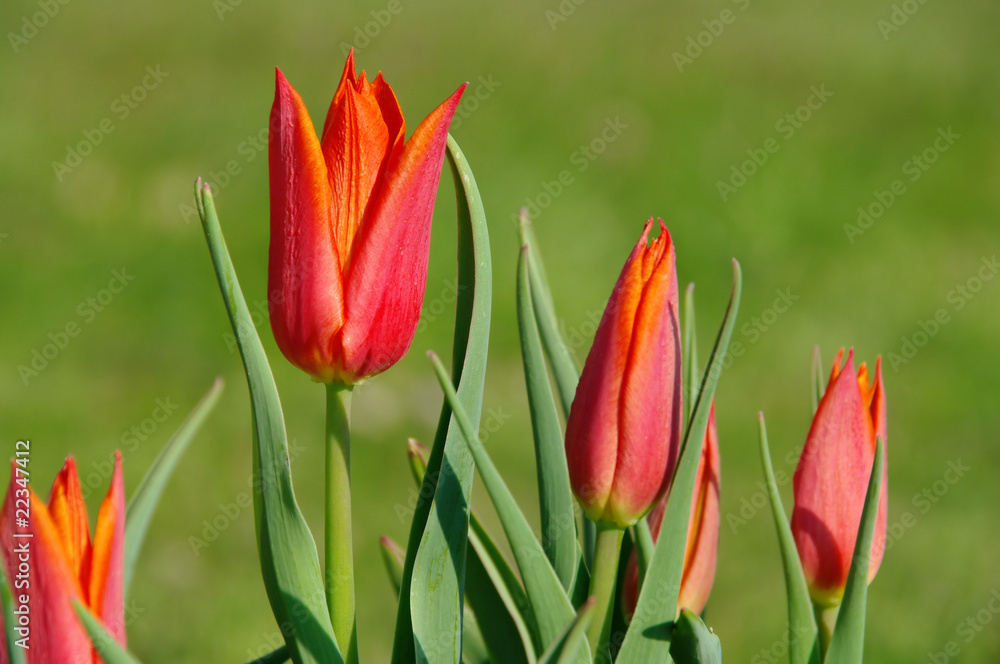 Fototapeta premium Tulpe rot - tulip red 07