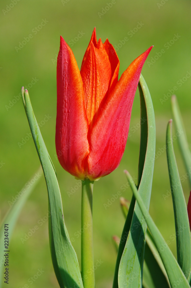 Naklejka premium Tulpe rot - tulip red 15