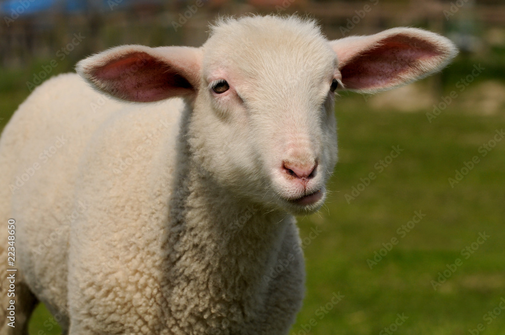 Fototapeta premium Schäfchenkopf