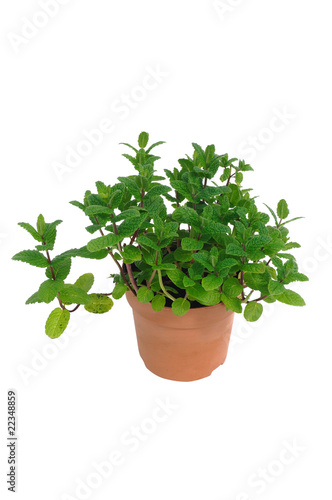 menthe en conteneur