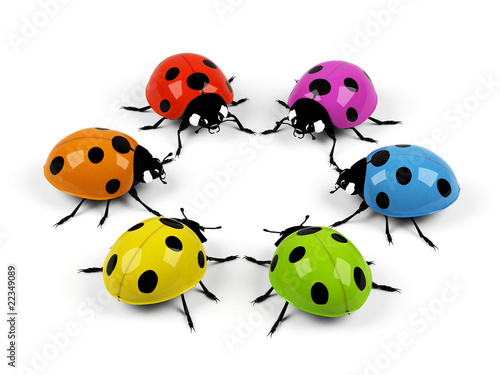 Ladybird on a white background.