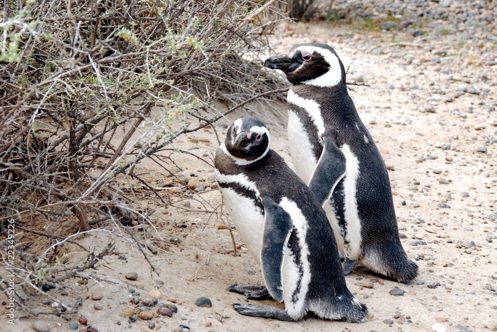 Naklejka premium Pinguini