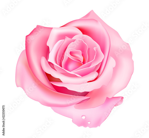 Vector illustration of pink rose isolated on white background