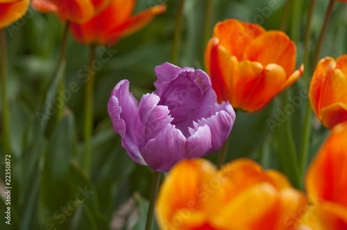 Multi-colored flower bed of tulips