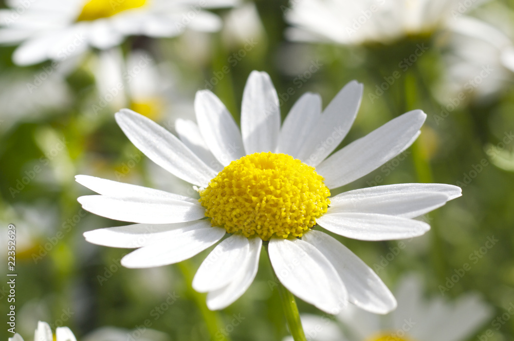 Fototapeta premium マーガレットの花