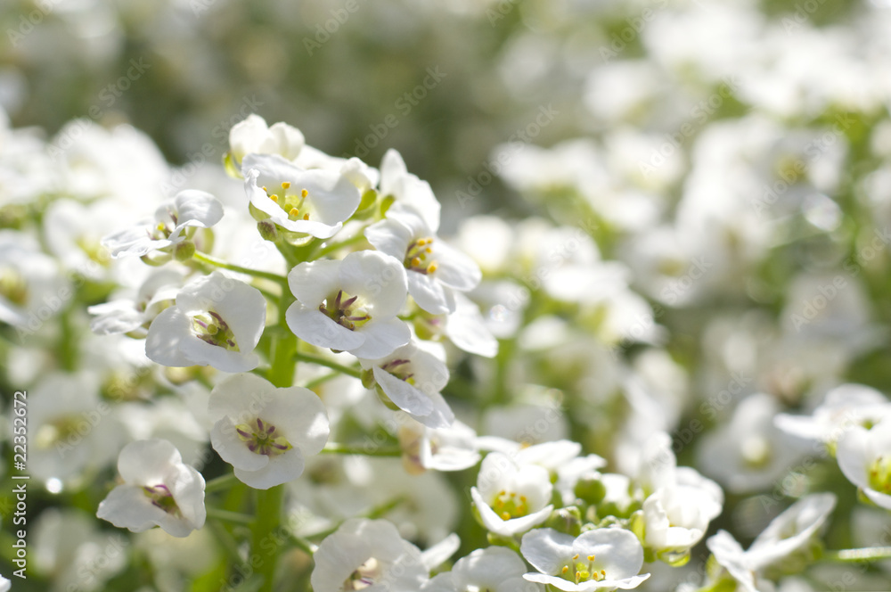 Obraz premium アリッサムの花